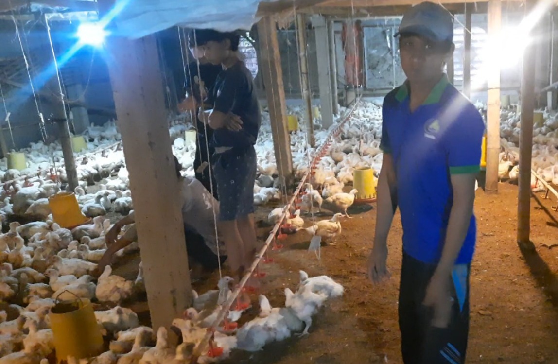 Bantu Peternak Ayam di Sragen, PT Charoen Pokphand Indonesia Beli Ayam Pedaging Rp17.000 Per Kilogram